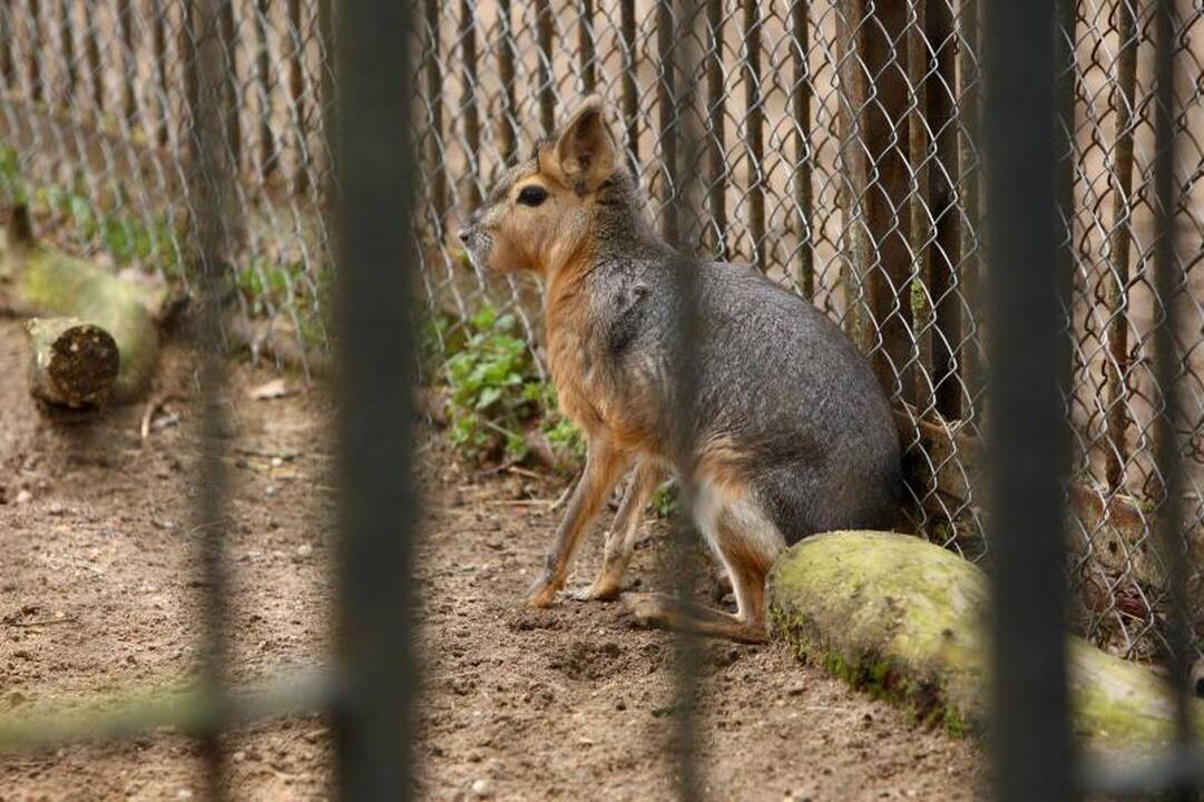 Naujo Lietuvos zoologijos sodo sezono vinis –  tigras Edas 