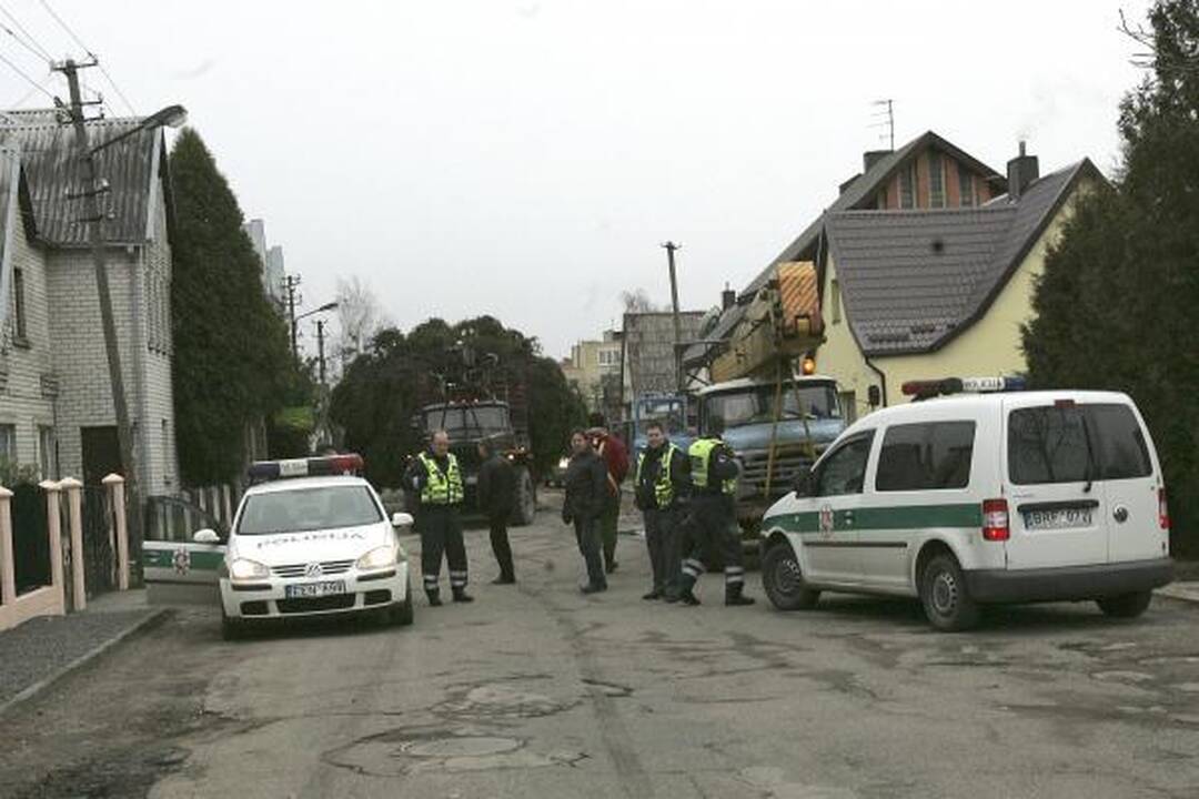Pagrindinė Kauno eglė iš Šilainių atvežta į Rotušės aikštę (papildyta)