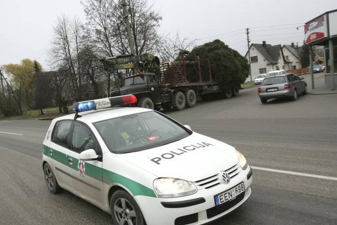 Pagrindinė Kauno eglė iš Šilainių atvežta į Rotušės aikštę (papildyta)