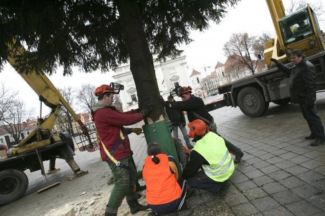 Pagrindinė Kauno eglė iš Šilainių atvežta į Rotušės aikštę (papildyta)