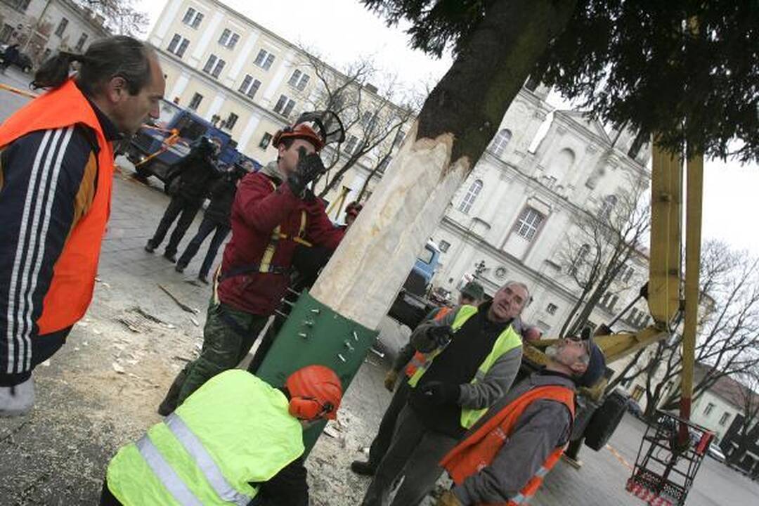 Pagrindinė Kauno eglė iš Šilainių atvežta į Rotušės aikštę (papildyta)