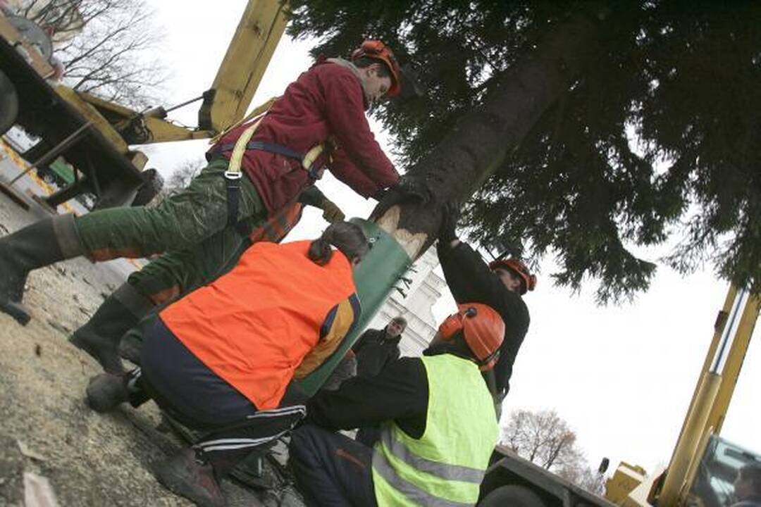 Pagrindinė Kauno eglė iš Šilainių atvežta į Rotušės aikštę (papildyta)