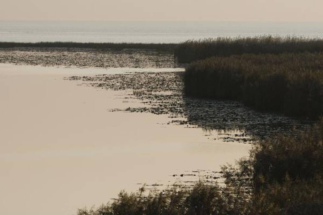 Savaitgalio planas: Migruojantys paukščiai. Ventė