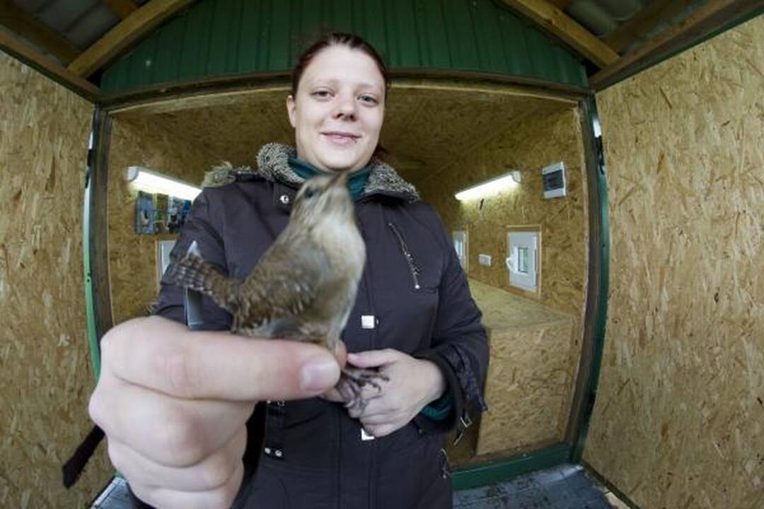 Savaitgalio planas: Migruojantys paukščiai. Ventė