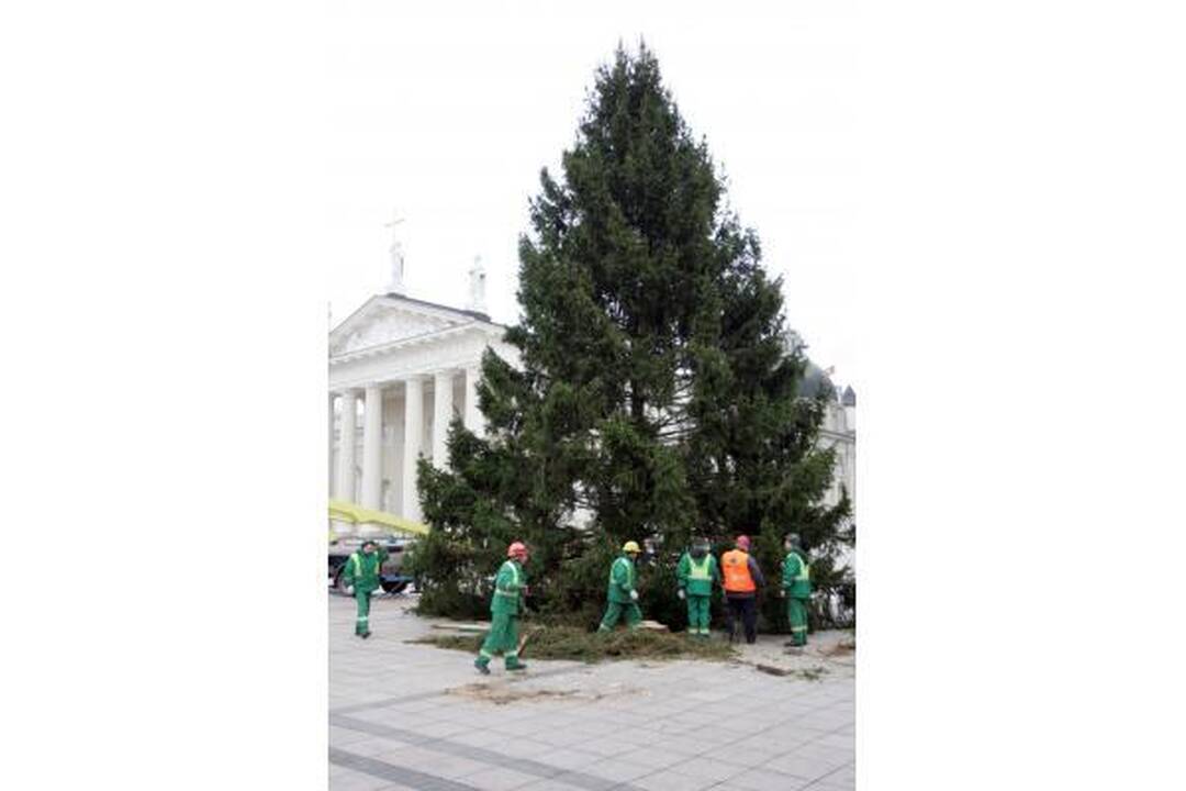 Katedros aikštėje statoma tikra eglė (papildyta)