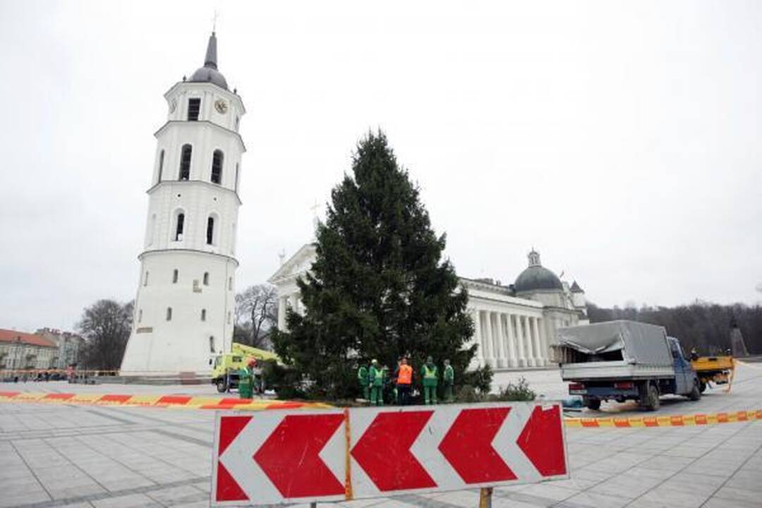 Katedros aikštėje statoma tikra eglė (papildyta)