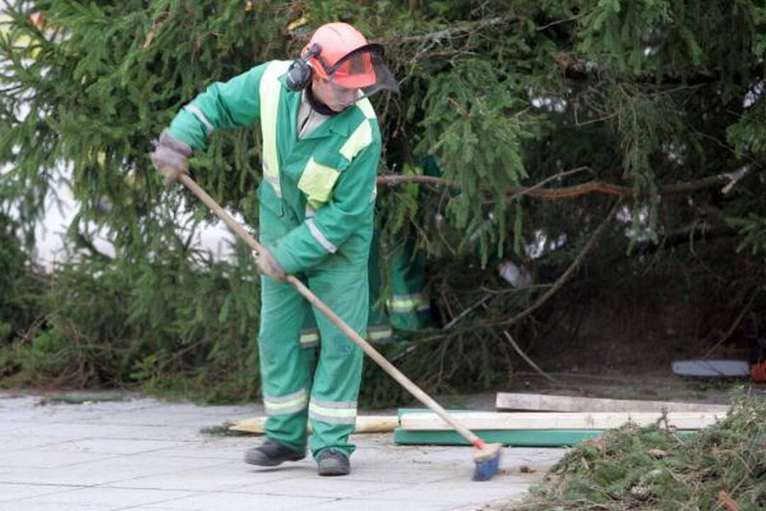 Katedros aikštėje statoma tikra eglė (papildyta)