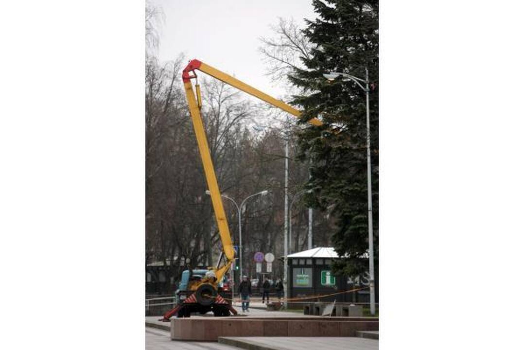 Katedros aikštėje statoma tikra eglė (papildyta)