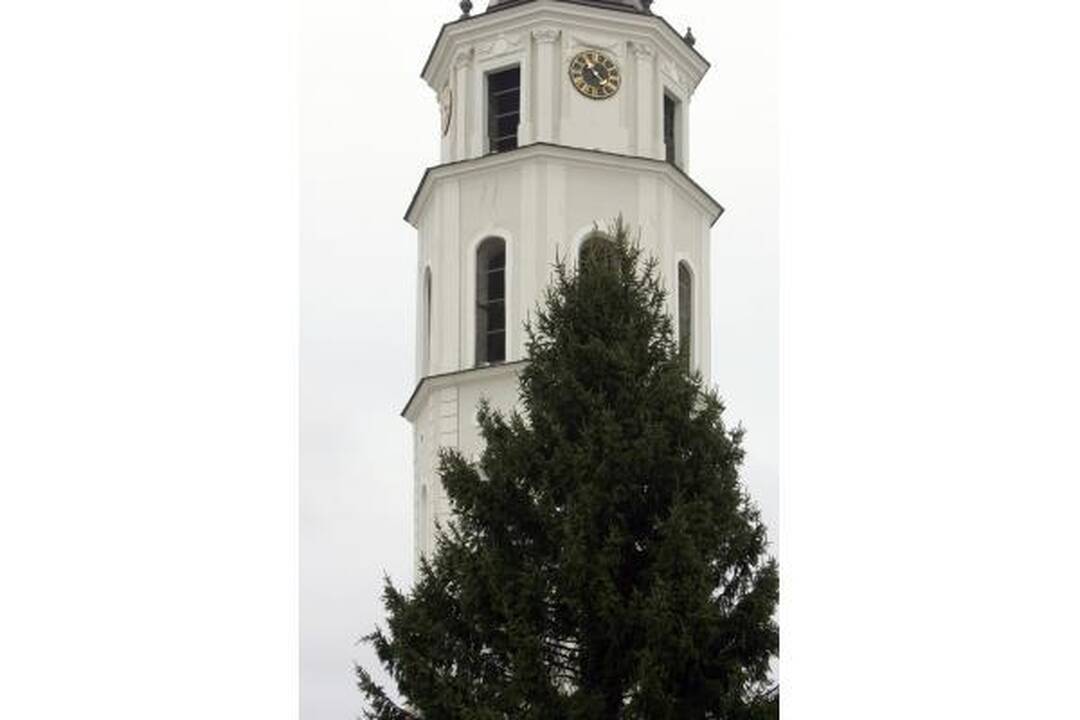 Katedros aikštėje statoma tikra eglė (papildyta)