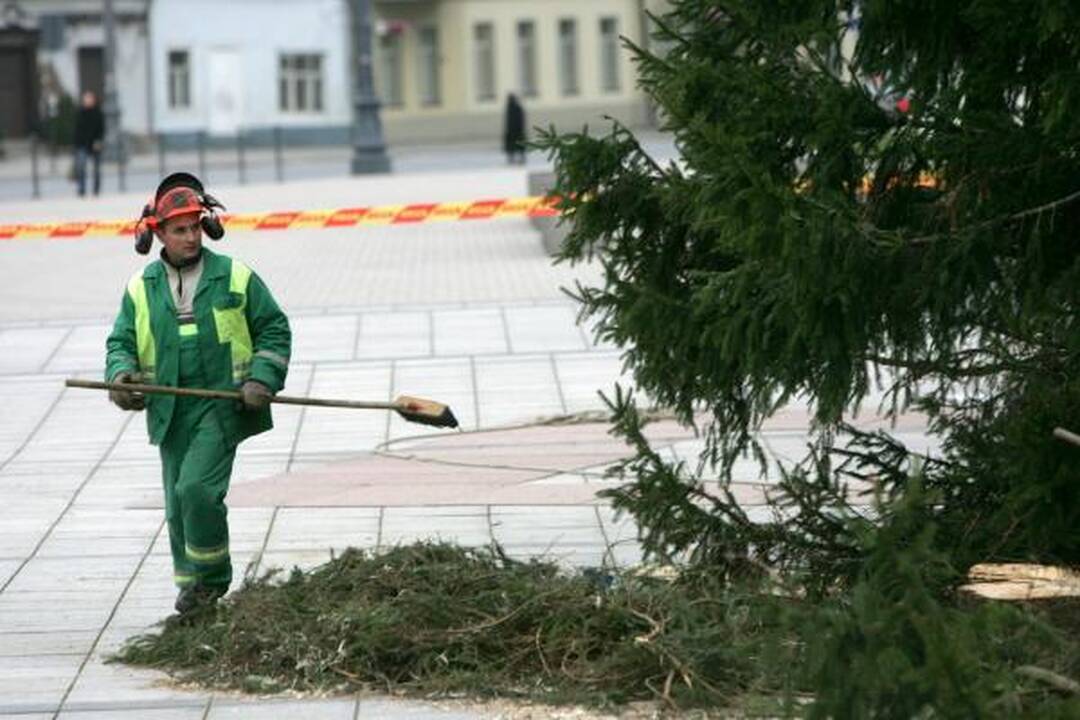 Katedros aikštėje statoma tikra eglė (papildyta)