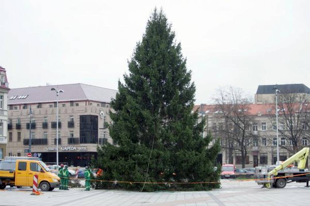 Katedros aikštėje statoma tikra eglė (papildyta)