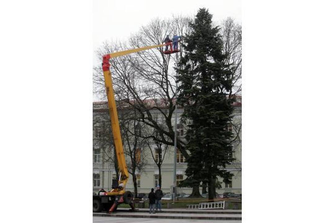 Katedros aikštėje statoma tikra eglė (papildyta)