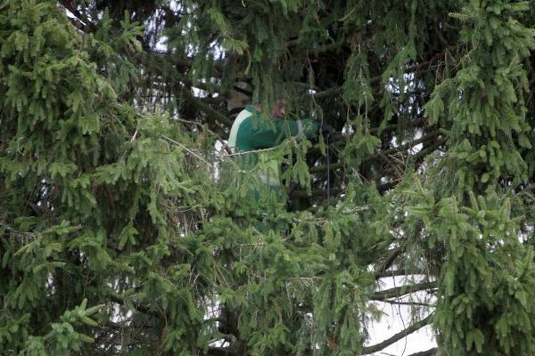 Katedros aikštėje statoma tikra eglė (papildyta)
