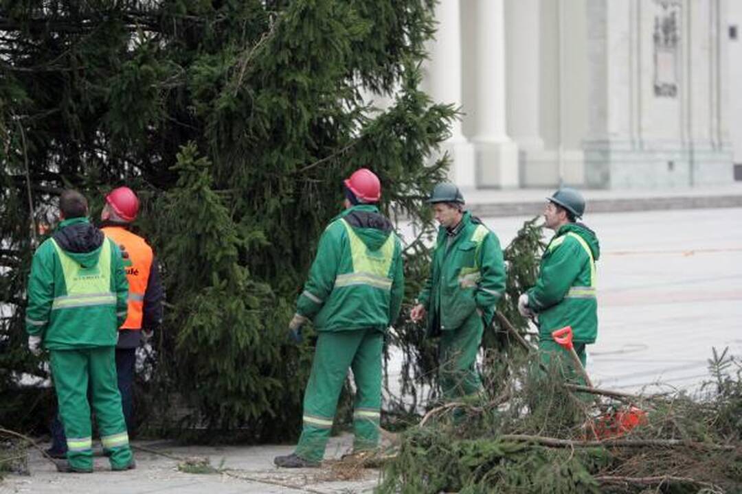 Katedros aikštėje statoma tikra eglė (papildyta)