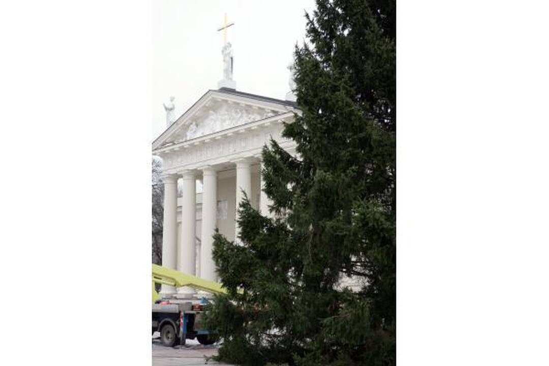 Katedros aikštėje statoma tikra eglė (papildyta)