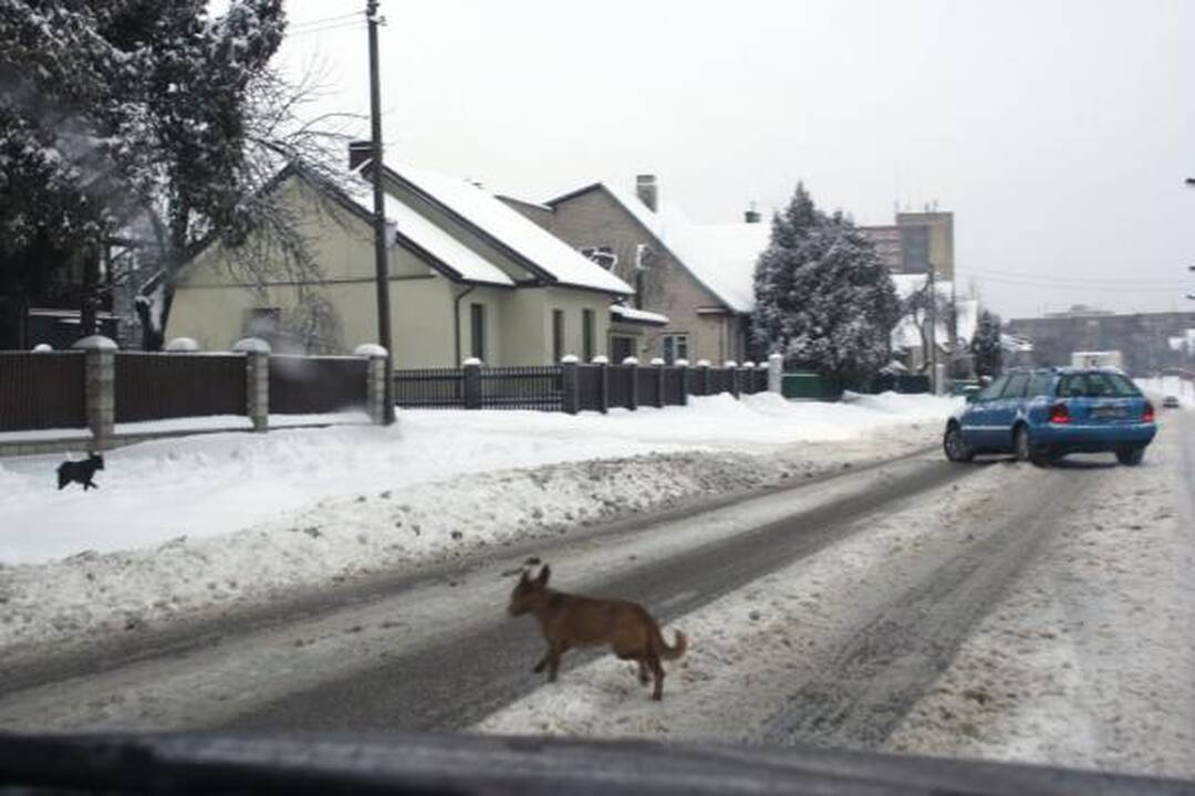 „Kauno švara“ žada per naktį barstyti ir valyti gatves