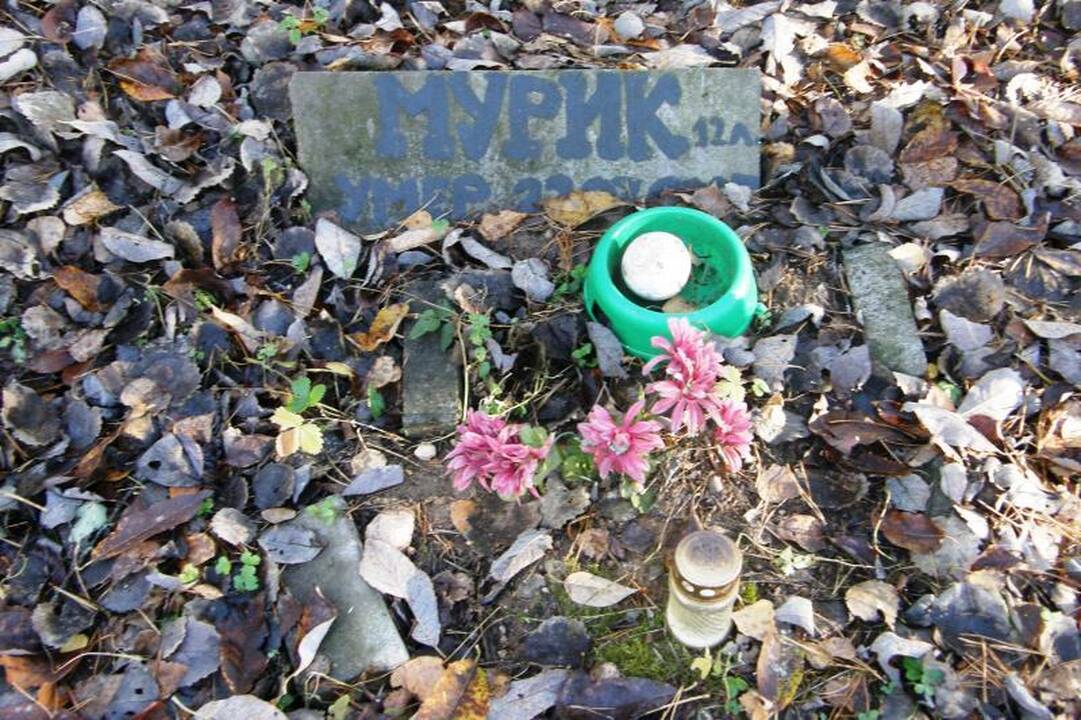 Valdžia kvies perlaidoti gyvūnus į legalias kapines