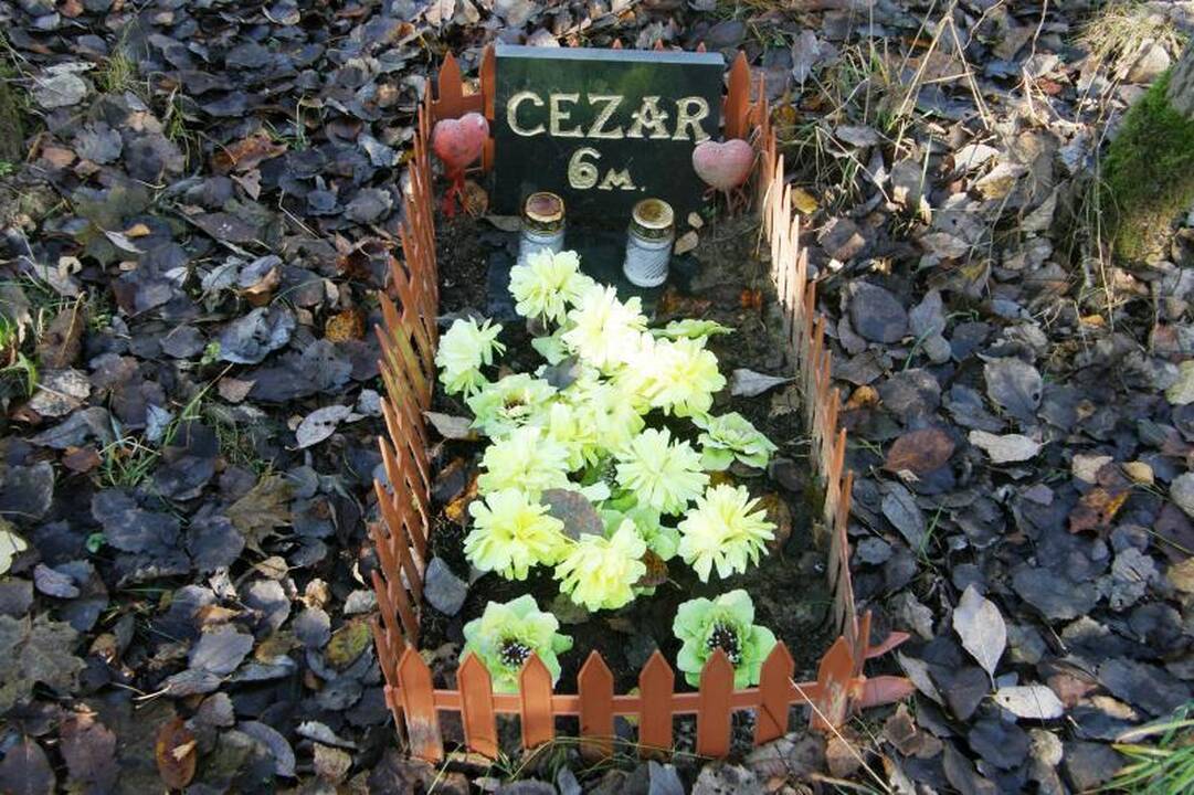 Valdžia kvies perlaidoti gyvūnus į legalias kapines