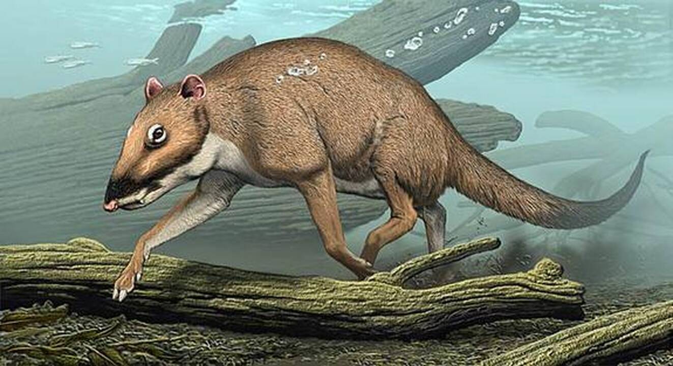Išnykę gyvūnai