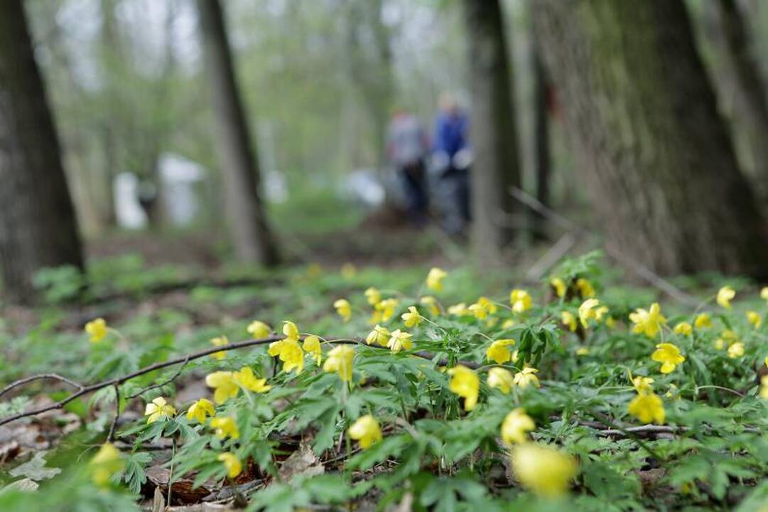 Klaipėdiečiai ėmėsi tvarkyti Jūros parką