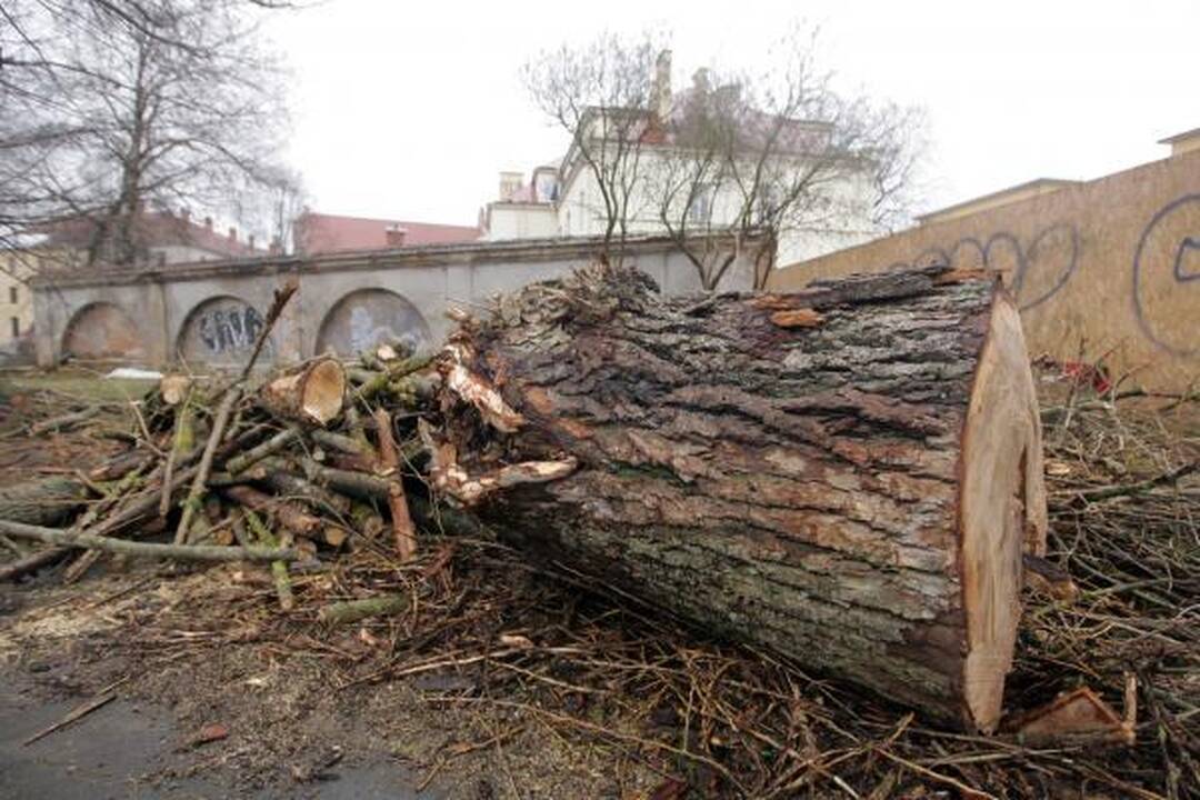 Iškirsti medžiai Sereikiškių parke papiktino vilniečius (papildyta)