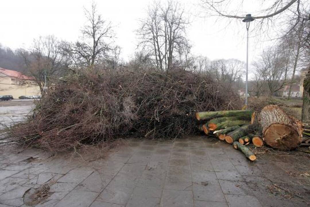 Iškirsti medžiai Sereikiškių parke papiktino vilniečius (papildyta)