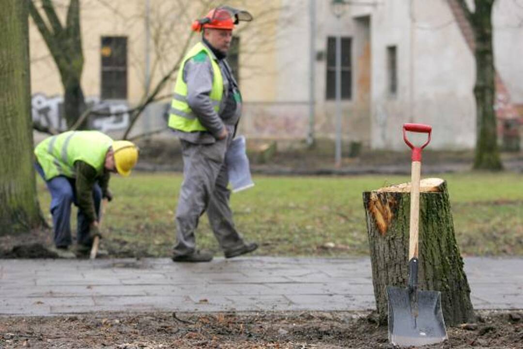 Iškirsti medžiai Sereikiškių parke papiktino vilniečius (papildyta)