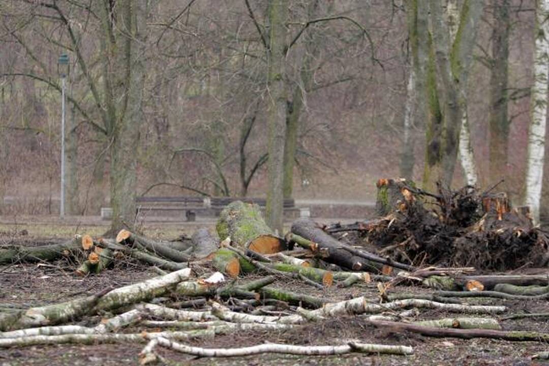 Iškirsti medžiai Sereikiškių parke papiktino vilniečius (papildyta)
