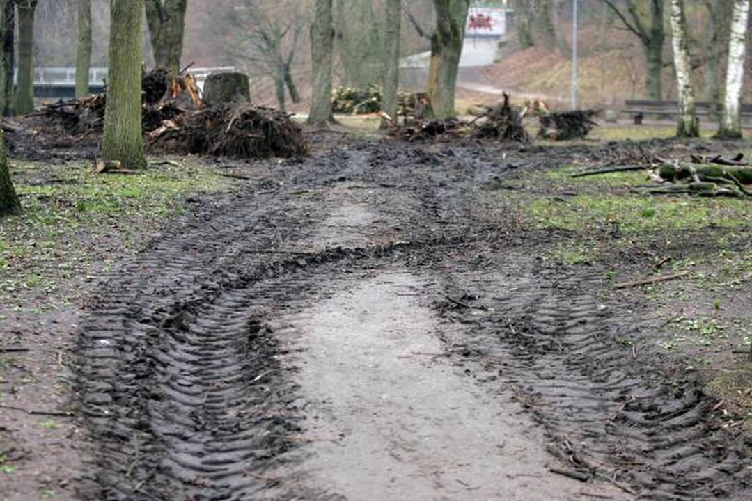 Iškirsti medžiai Sereikiškių parke papiktino vilniečius (papildyta)