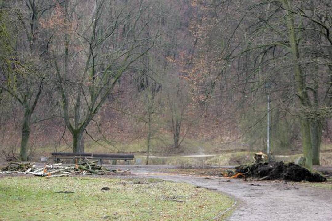 Iškirsti medžiai Sereikiškių parke papiktino vilniečius (papildyta)