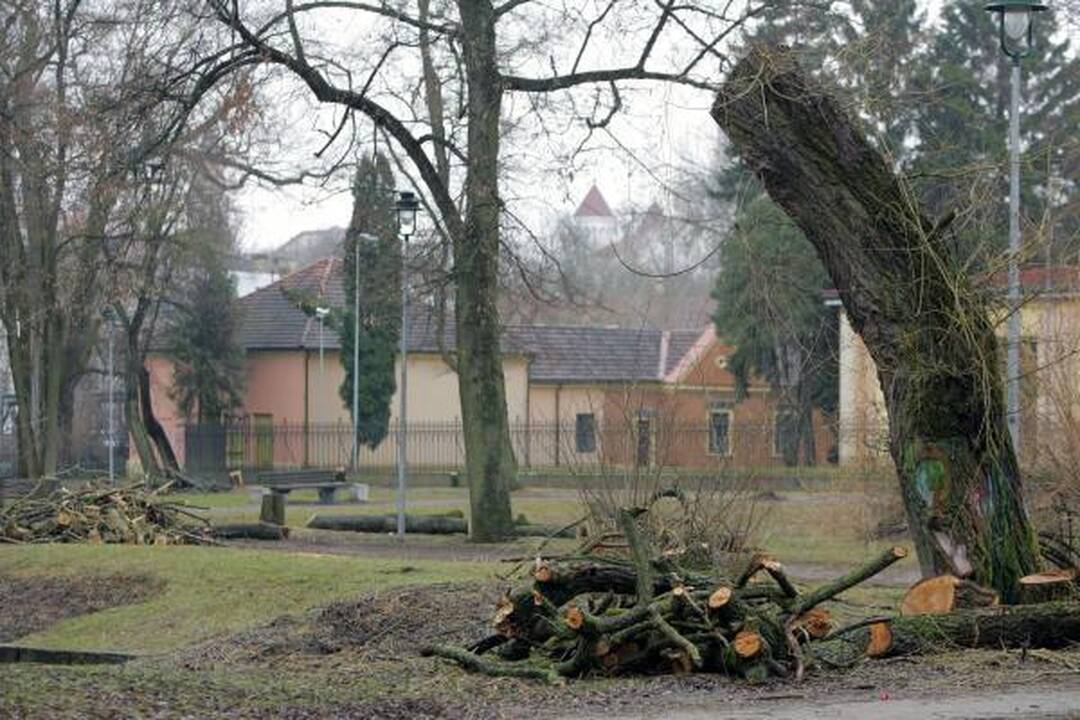 Iškirsti medžiai Sereikiškių parke papiktino vilniečius (papildyta)