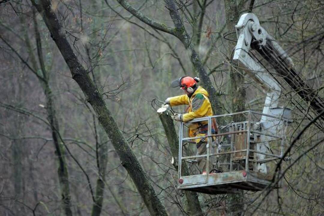 Iškirsti medžiai Sereikiškių parke papiktino vilniečius (papildyta)