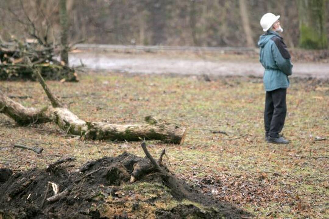 Iškirsti medžiai Sereikiškių parke papiktino vilniečius (papildyta)