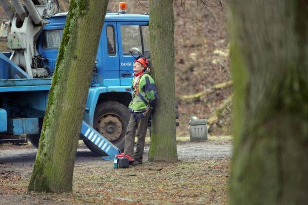 Iškirsti medžiai Sereikiškių parke papiktino vilniečius (papildyta)