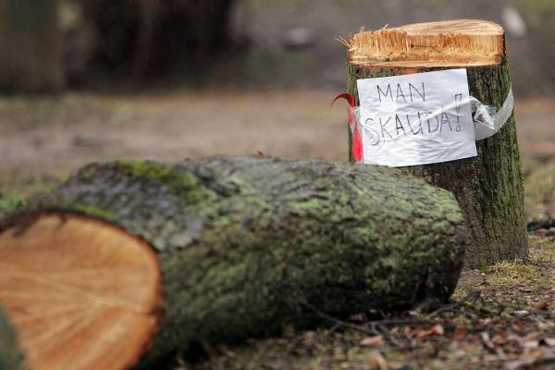 Iškirsti medžiai Sereikiškių parke papiktino vilniečius (papildyta)