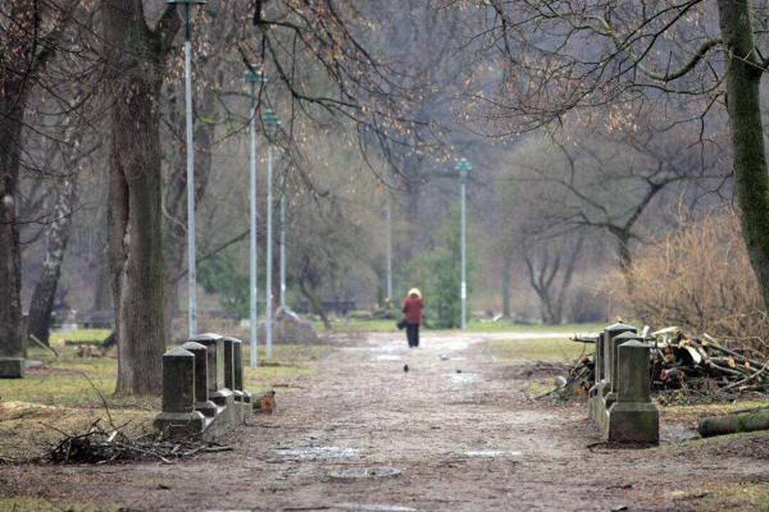 Iškirsti medžiai Sereikiškių parke papiktino vilniečius (papildyta)