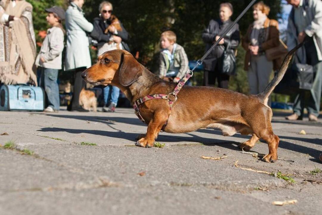 Sereikiškių parke palaiminti naminiai gyvūnai