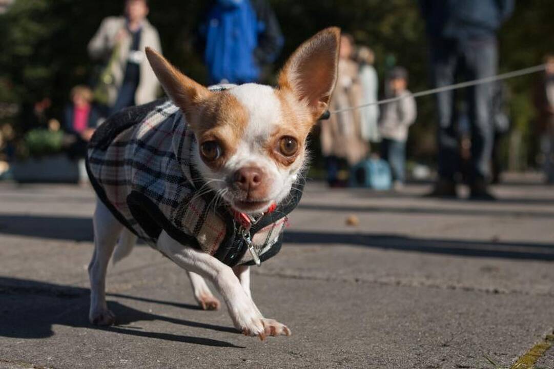 Sereikiškių parke palaiminti naminiai gyvūnai