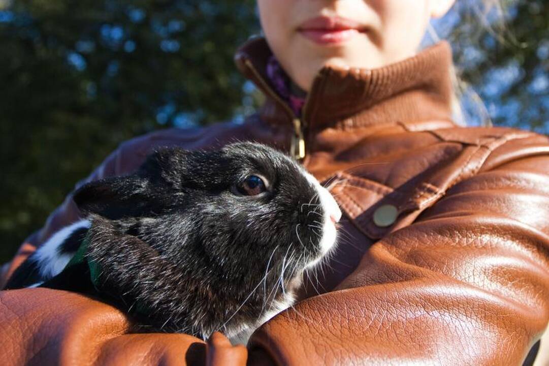 Sereikiškių parke palaiminti naminiai gyvūnai