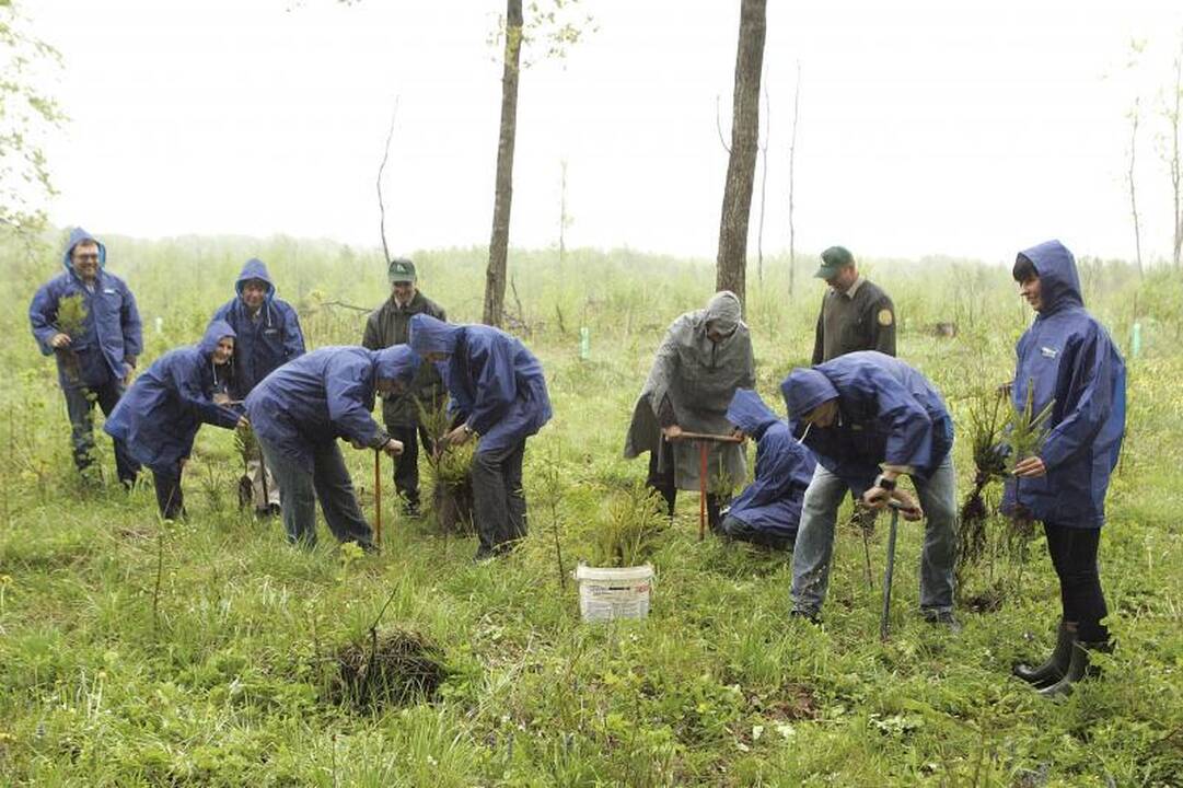 Šalia Kauno sužaliuos „Mikrovisatos“ klientų miškelis
