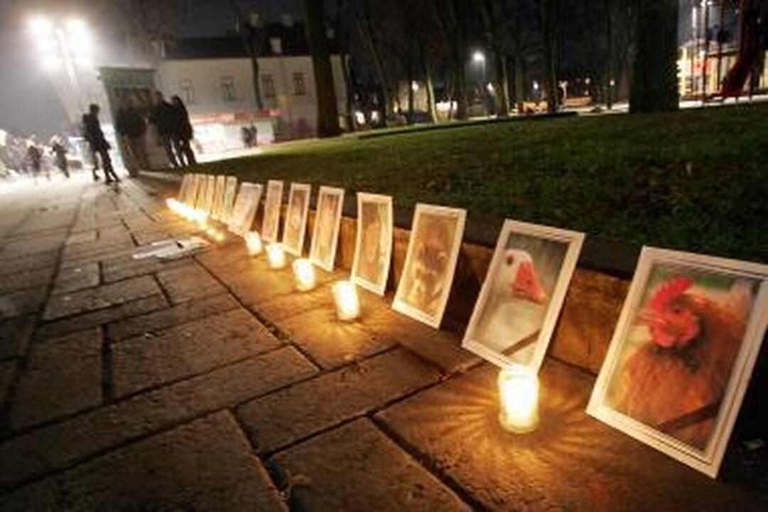 Tylos valanda už gyvūnus