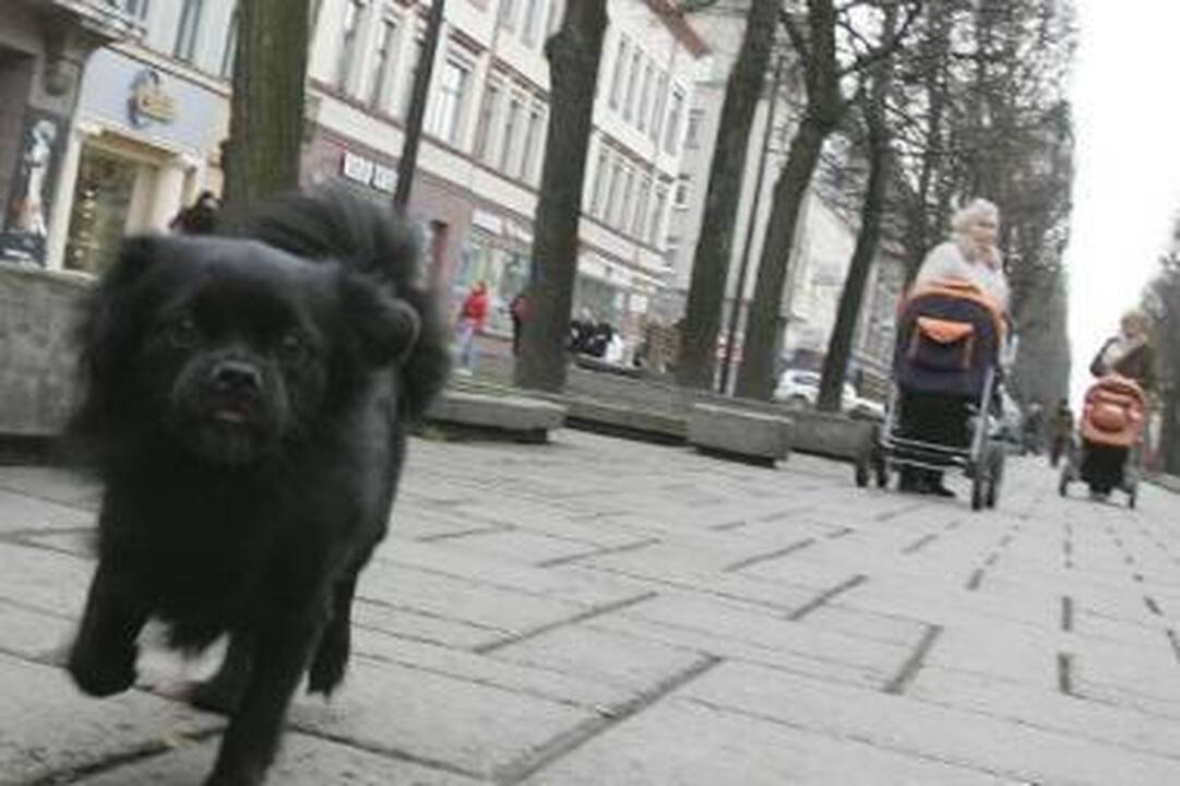 Viešosios erdvės, virtusios šunų tualetais