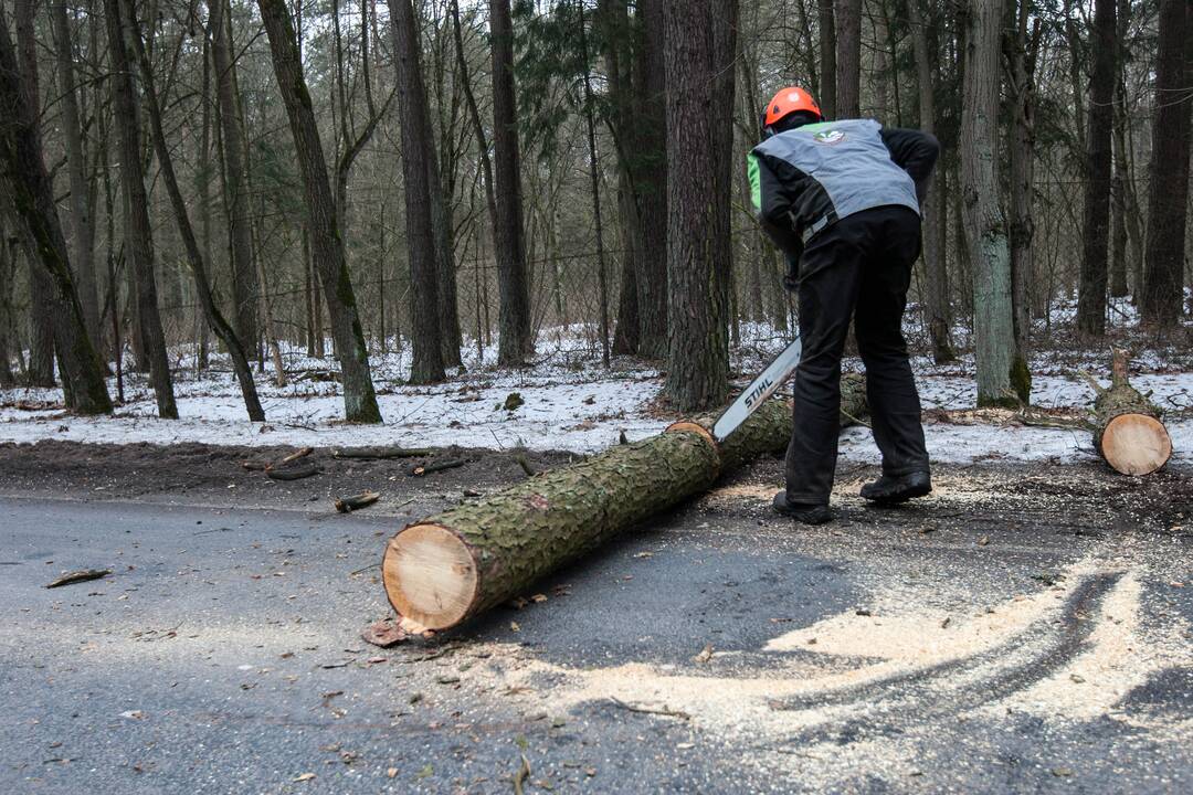 Kleboniškyje pjaunami medžiai