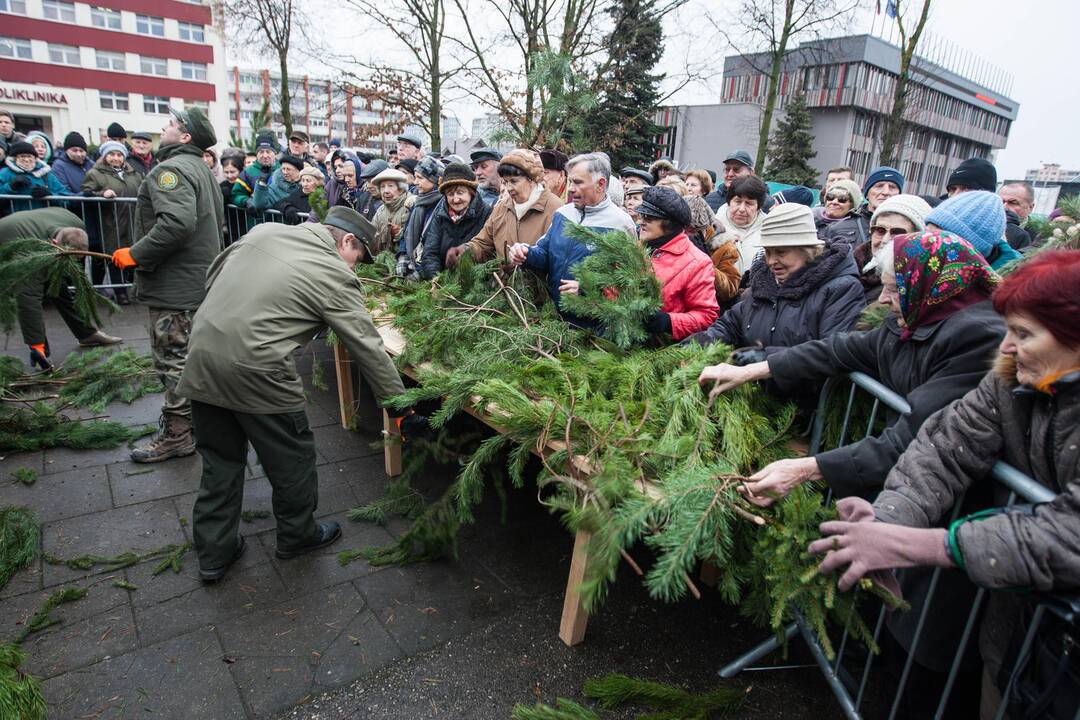 Grumtynės dėl gražesnių eglišakių