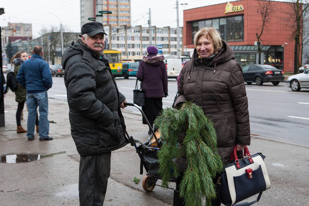 Grumtynės dėl gražesnių eglišakių