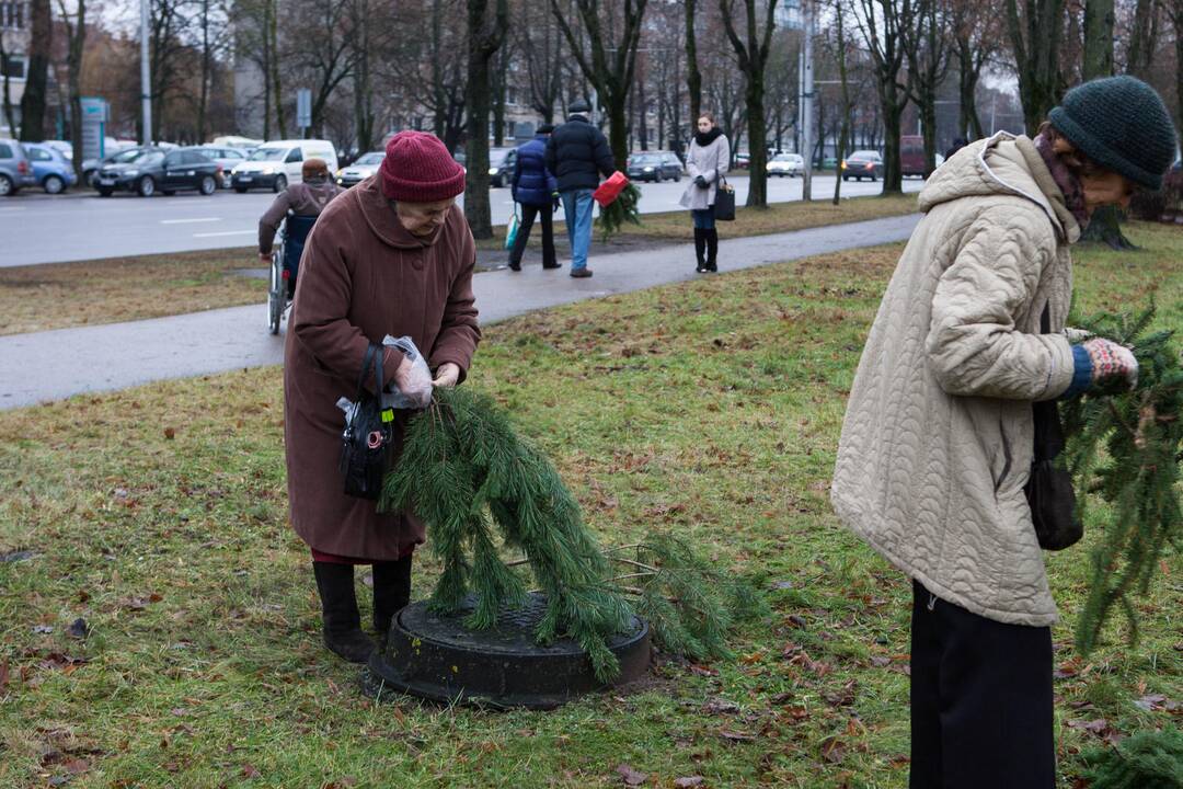 Grumtynės dėl gražesnių eglišakių