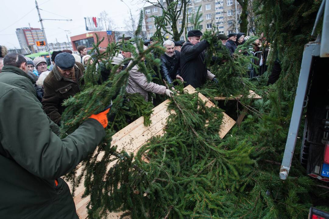 Grumtynės dėl gražesnių eglišakių