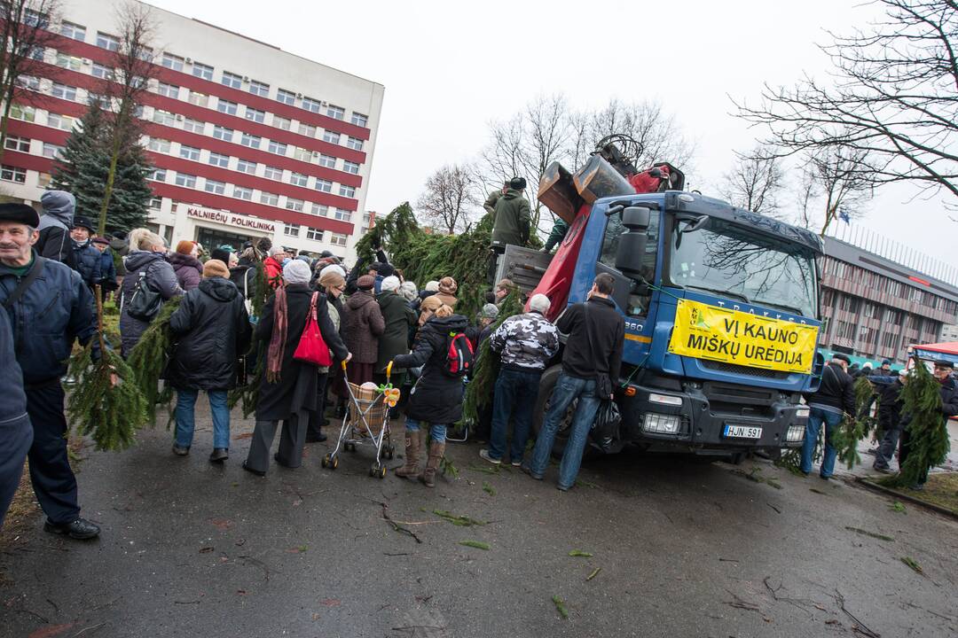 Grumtynės dėl gražesnių eglišakių