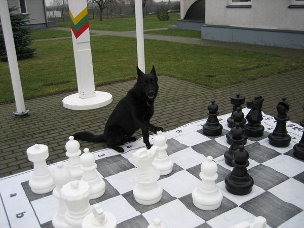 Pradinukai aviganį mokė žaisti šachmatais