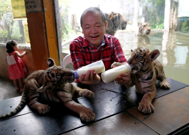 Tigrų jaunikliai žavi zoologijos sodo lankytojus